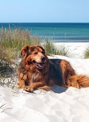 Urlaub mit Hund - Ferienwohnungen & Ferienhäuser